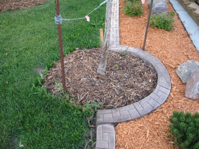 tree on property line gets interesting treatment in this case