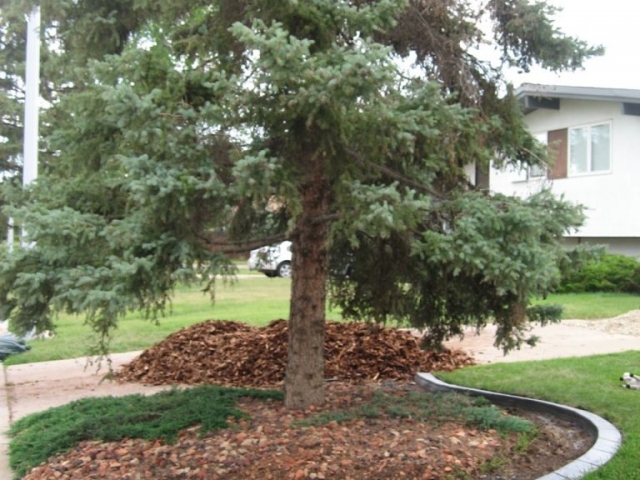 clean up dead area under spruce tree