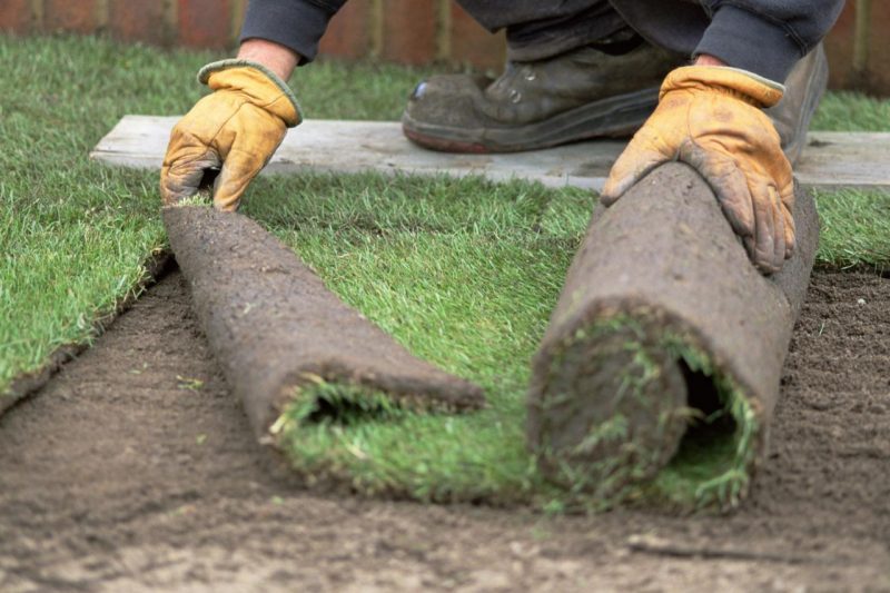 Laying sod