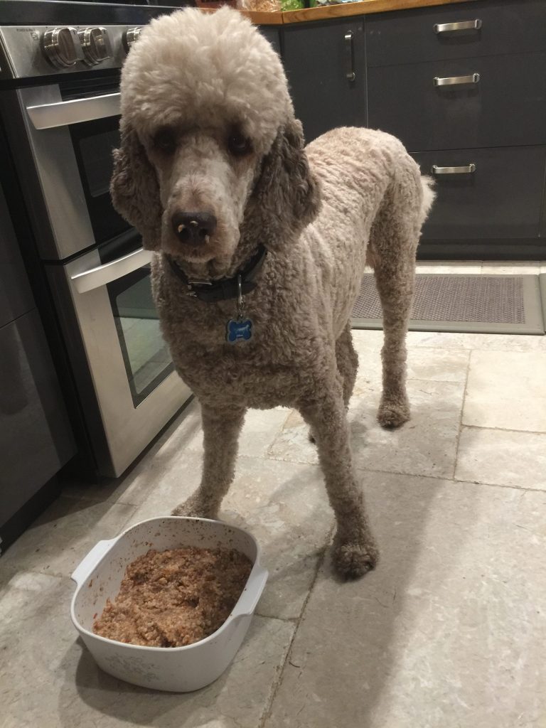 standard party poodle