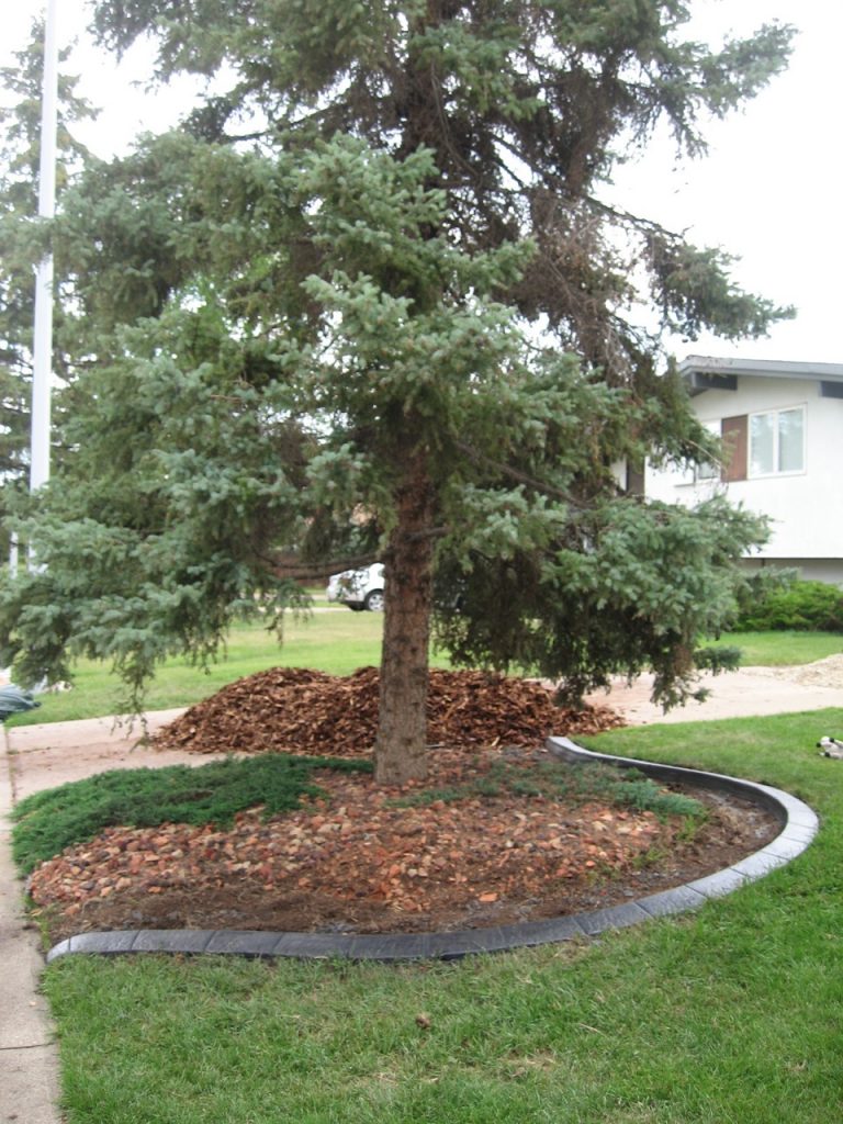 clean up dead area under spruce tree