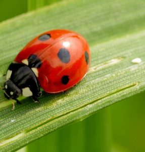 ladybug